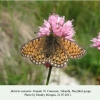 boloria eunomia teberda female 1